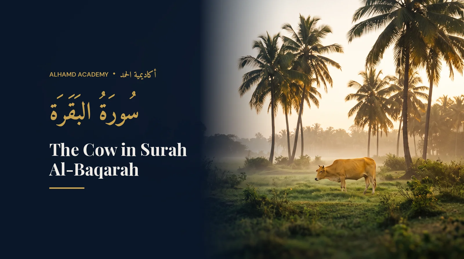A golden cow in a green field beside palm trees at sunrise – the story of the cow in Surah Al-Baqarah